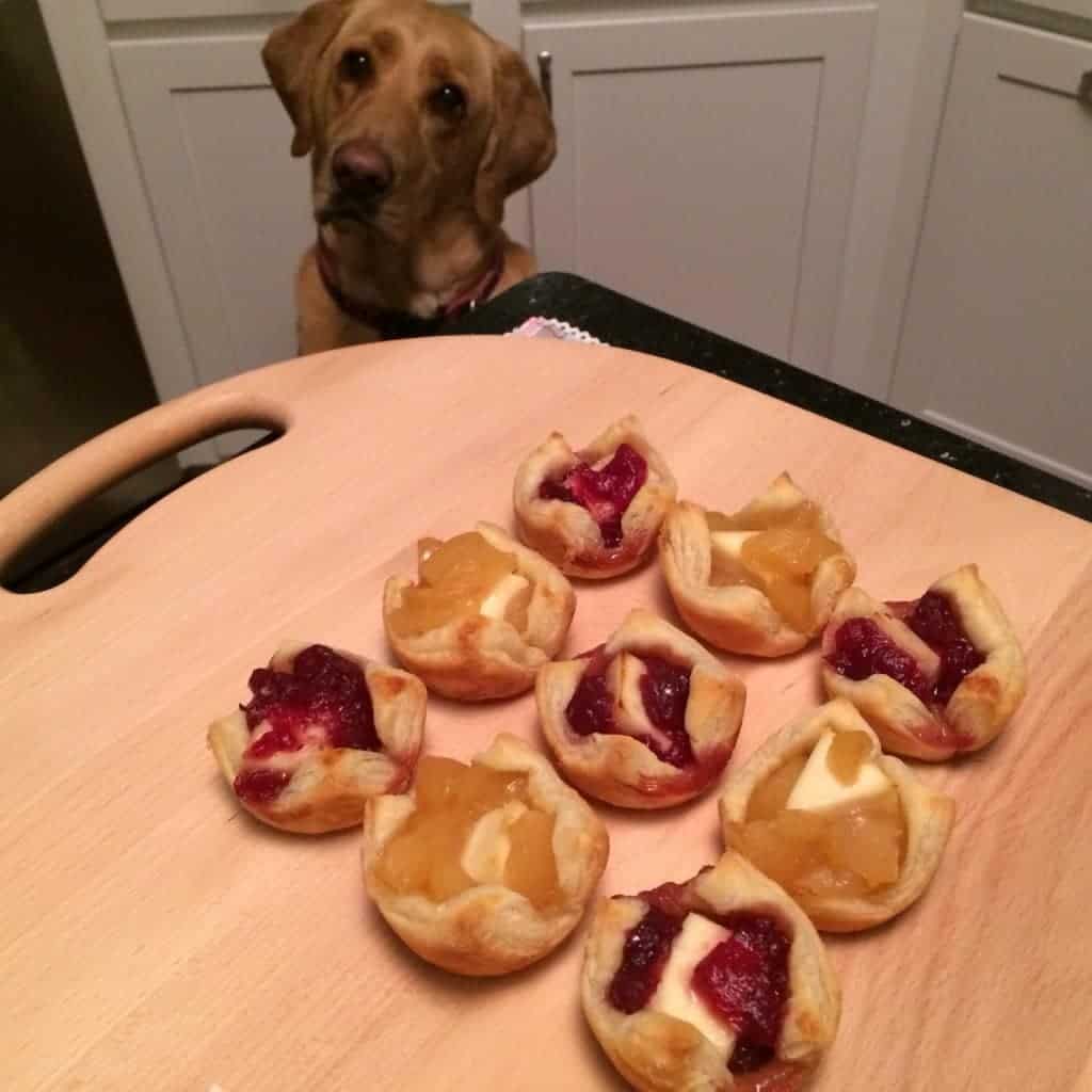 View of the Apple and Cranberry Brie Bites on the table, with a hungry dog looking at them.