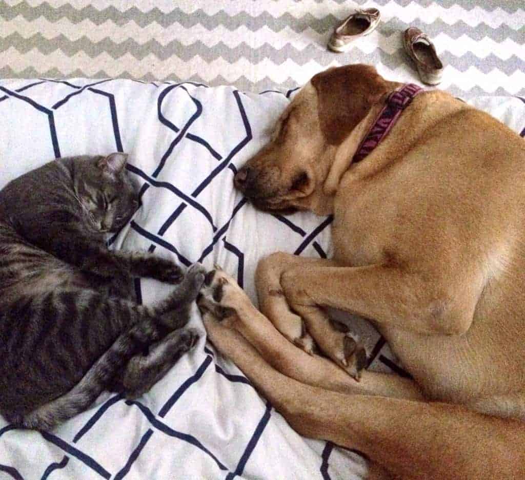 tryptophan strikes again