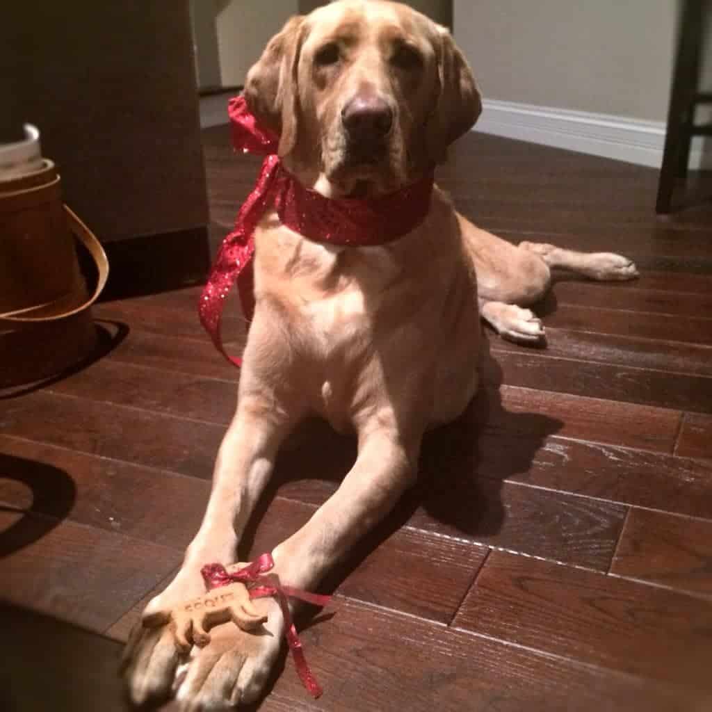 Homemade Dog Treats are the best way to show your pet that you love them like family! These Homemade Peanut Butter Dog Treats are an easy dog biscuit recipe that your fur baby would request every week if they could. dog with homemade dog biscuit