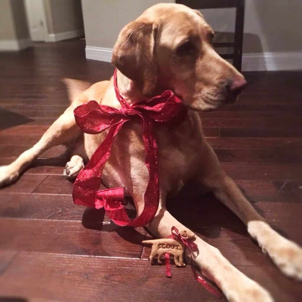 dog with red ribbon tied around it