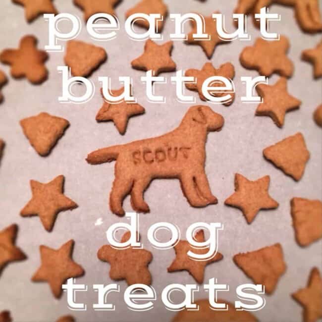 puppy dog cookies