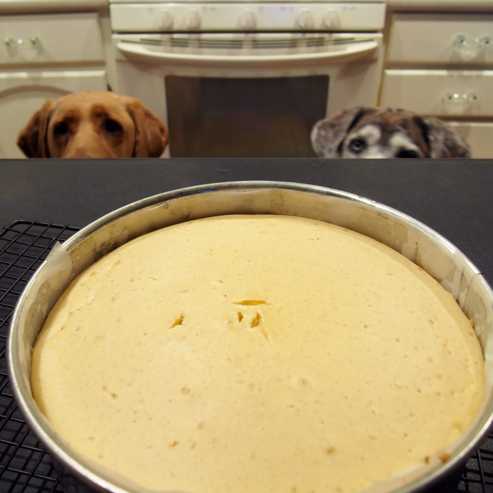 delicious cheesecake recipe and adorable dogs! The Cookie Rookie®