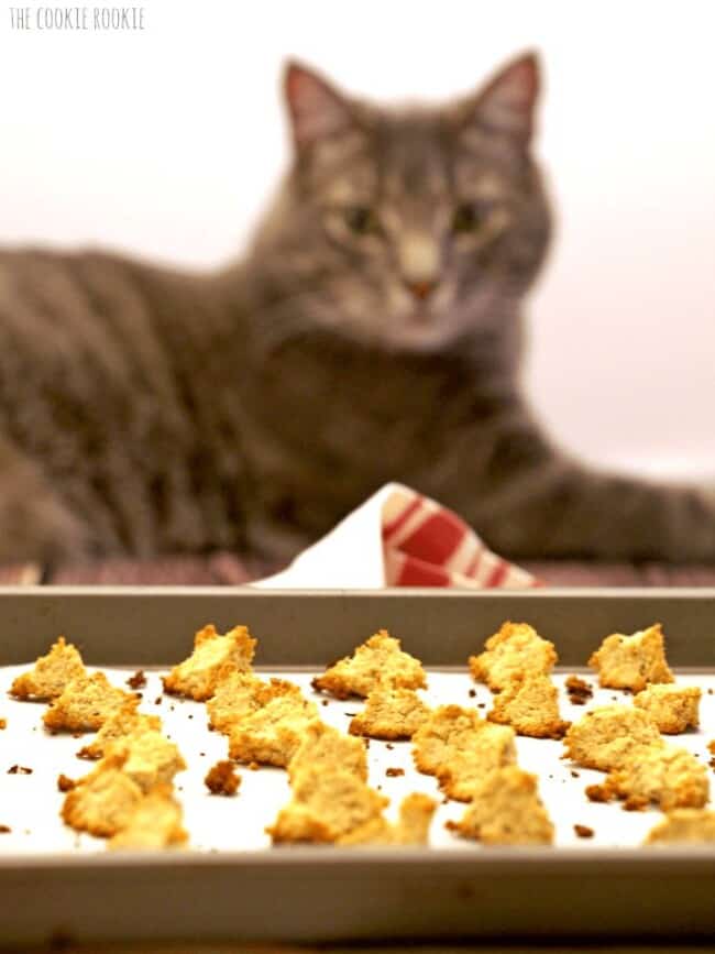 Homemade Salmon and Catnip Cat Treats The Cookie Rookie