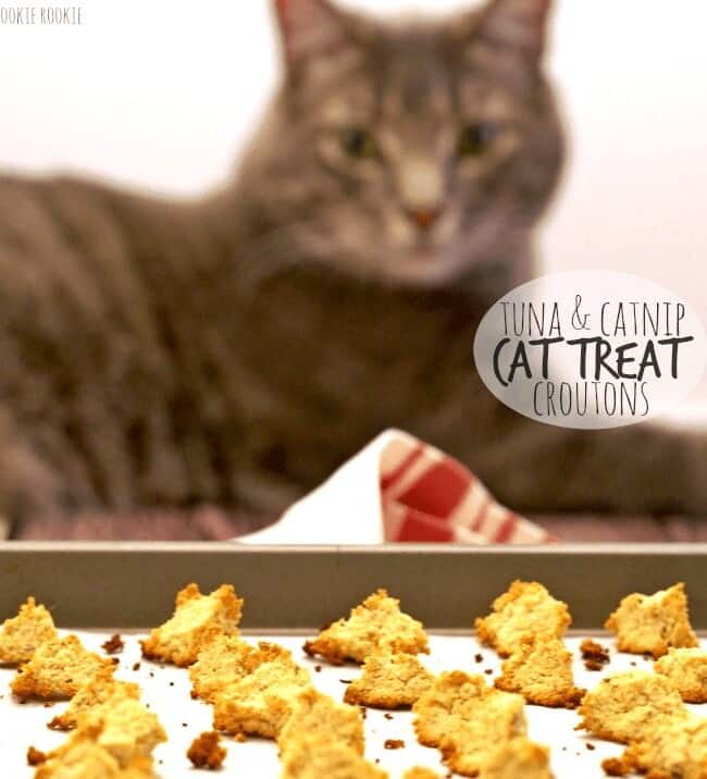 homemade cat treats catnip