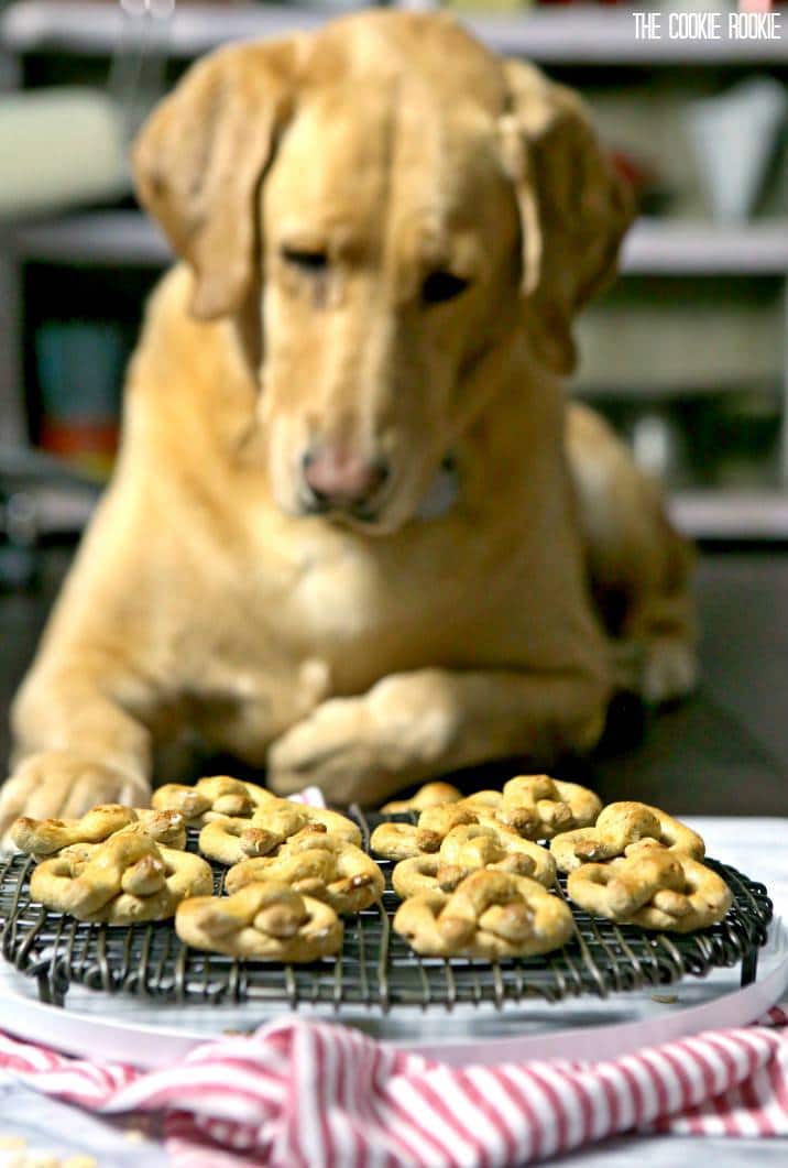 yellow lab dog looking at treats