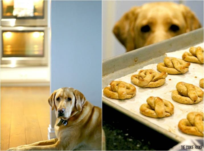 yellow labrador retreiver dog on floor sniffing treats