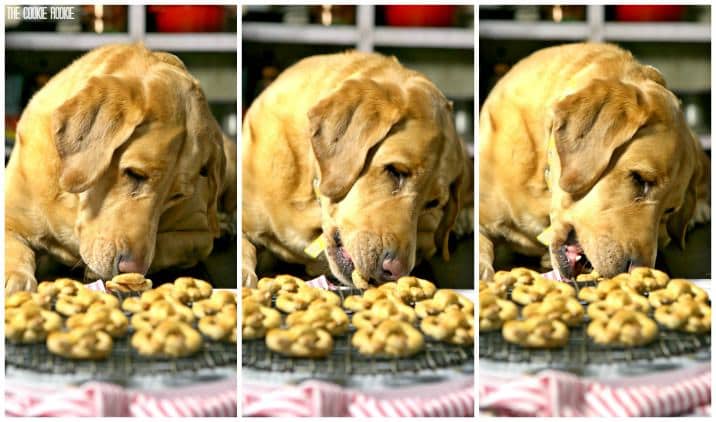 dog eating apple and oat pretzels