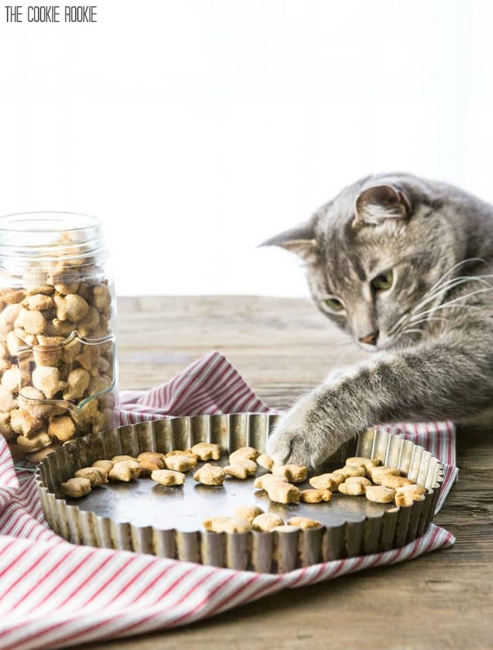 Gray tabby playing with cat treats.