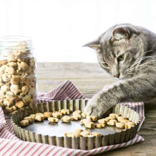 Homemade salmon cat clearance food