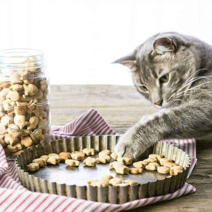 cat treats for kittens