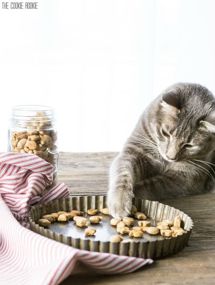 A gray cat pawing at three-ingredient salmon cat treats.