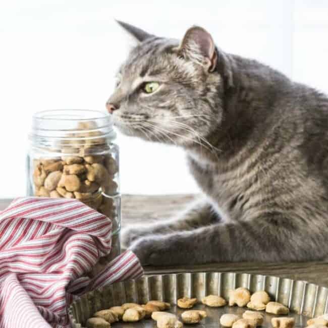 3 Ingredient Salmon Cat Treats!! These are SO easy and our cat loves them!! Mini fish cracker shape makes them extra fun!