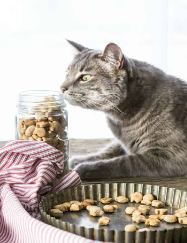 3 Ingredient Salmon Cat Treats!! These are SO easy and our cat loves them!! Mini fish cracker shape makes them extra fun!