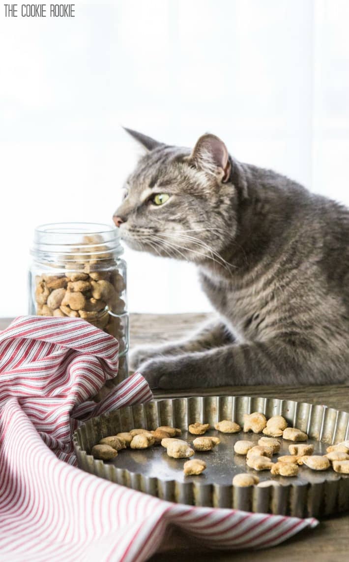 gray cat curiously sniffing a jar of homemade cat treats