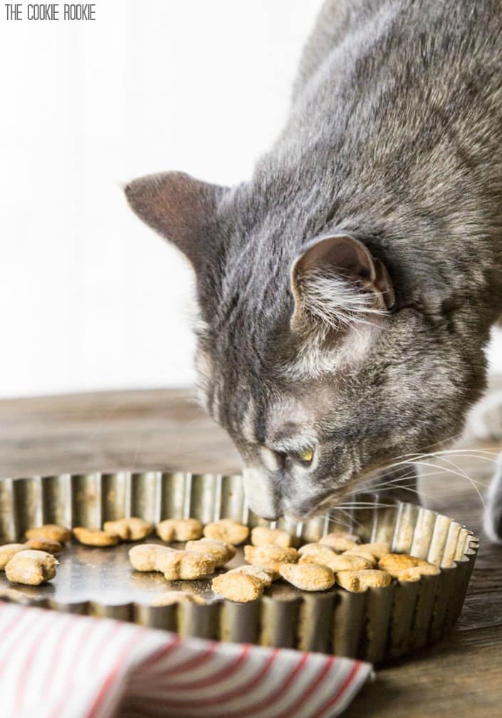 Image of a gray tabby cat sniffing Homemade Cat Treats.