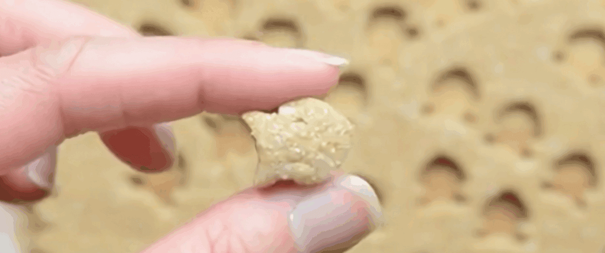 Cat treat in the shape of a goldfish cracker being cut out from the dough.