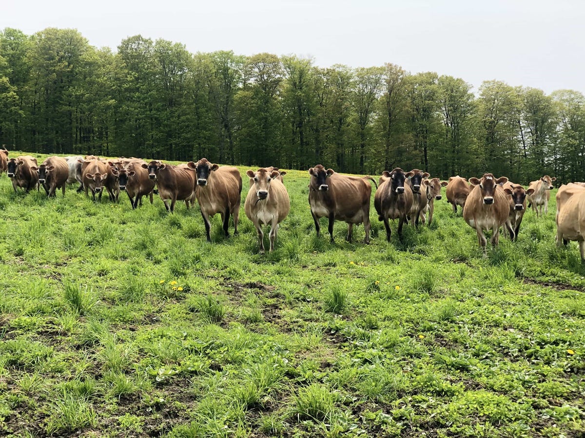 picture of cows in stonyfield dairy farm field