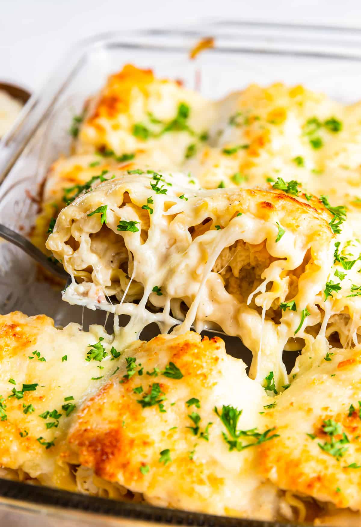 spatula lifting a chicken alfredo lasagna roll up out of the casserole dish