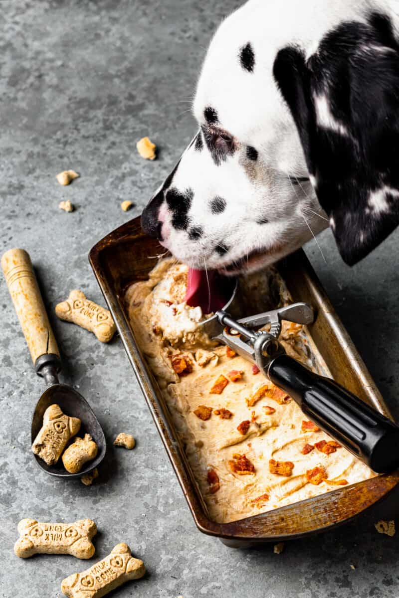 dalmation licking ice creamy out of a rustic rectangular container