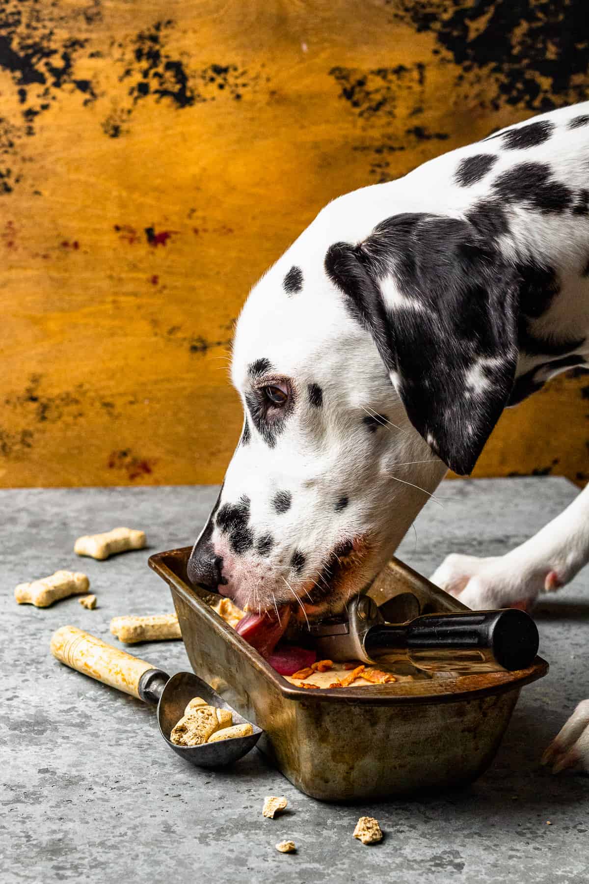 Dalmatian eating puppy ice cream out of a container.
