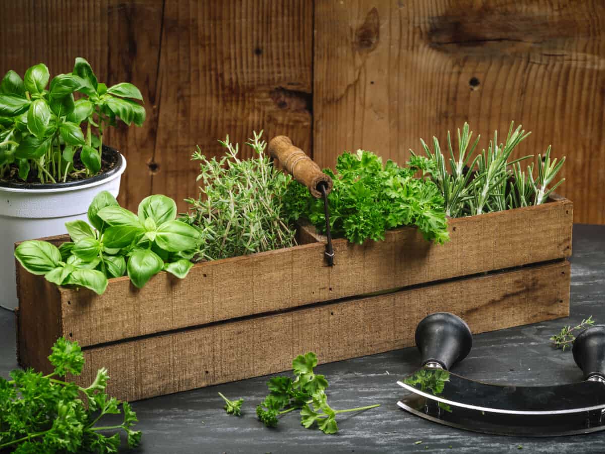 basil, rosemary, thyme, and parsley in an old wooden box on a table.