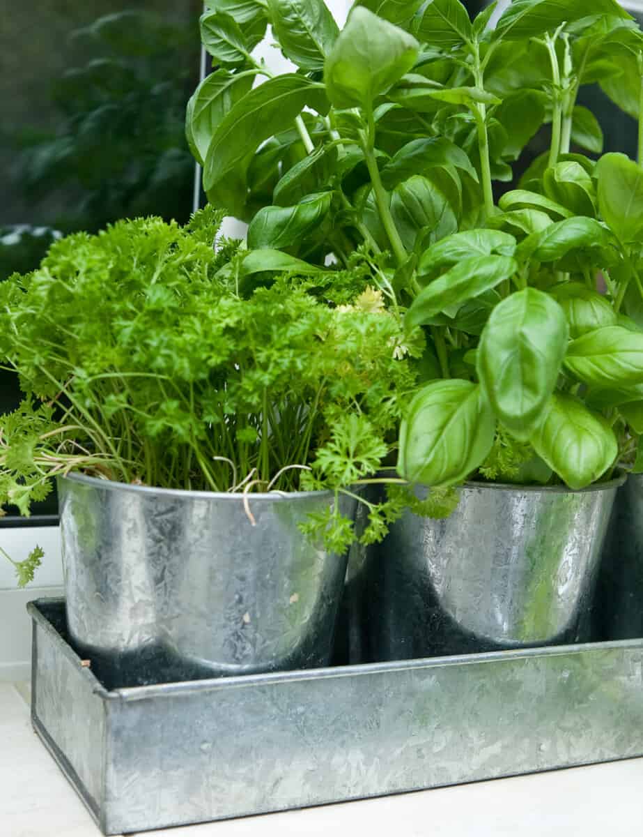Pots of herbs by the kitchen window ledge, parsley, basil and coriander.