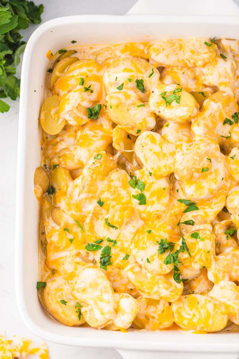 overhead view of instant pot scalloped potatoes in a white square baking dish.